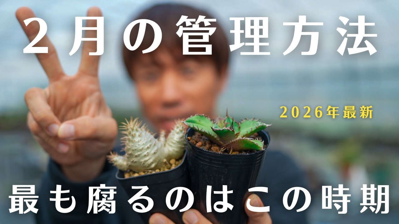 【塊根アガベ】２月が最も危険で鬼門。春に向けた管理法