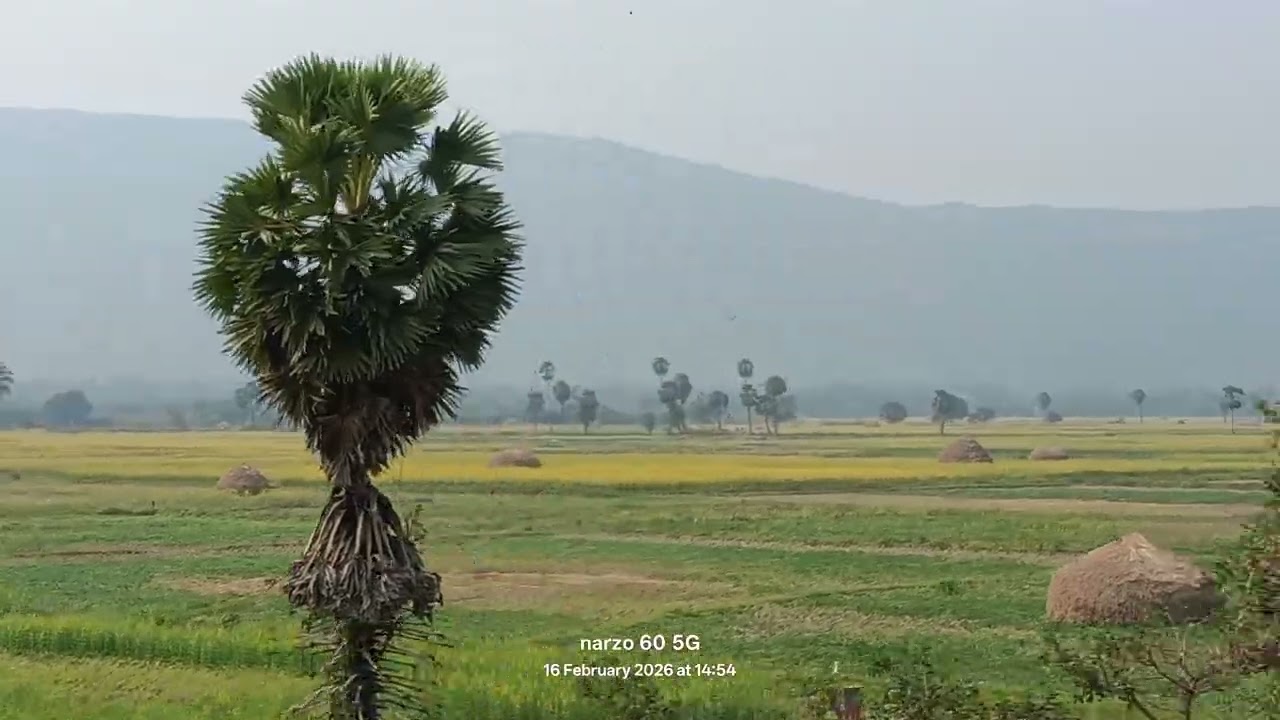 Beautiful yellow scenary