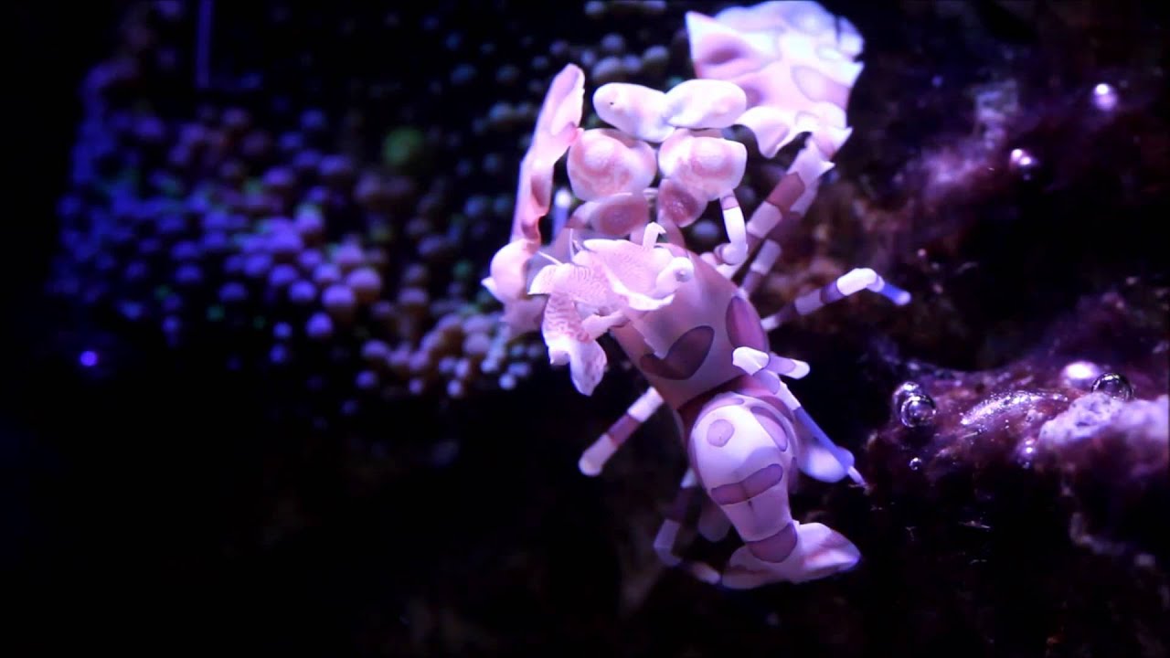 Harlequin Shrimp (Hymenocera elegans)