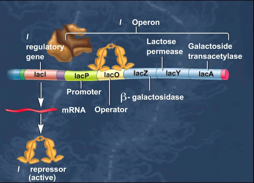 The Lac Operon  Induction of Genes HD Animation