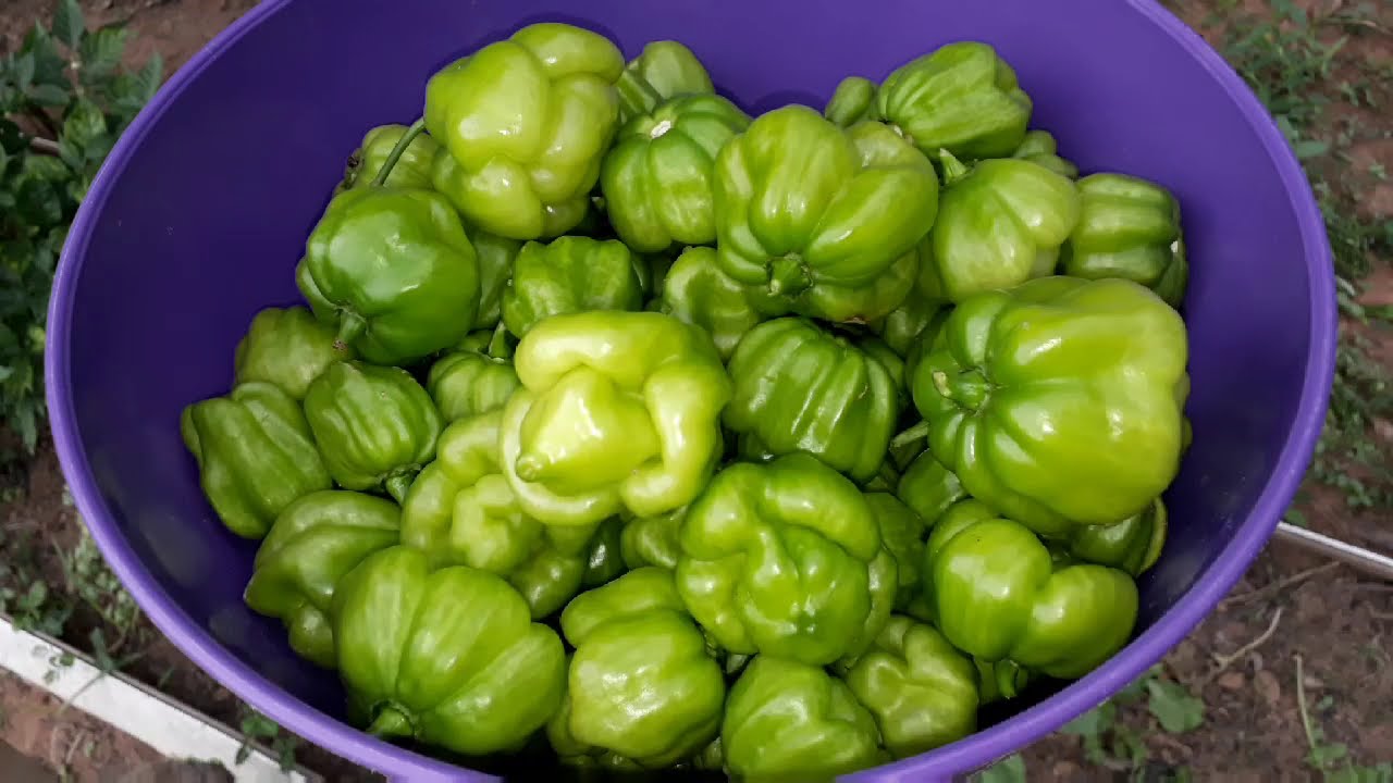COLHENDO UM POUCO DE PIMENTA CAMBUCI! CANAL APRENDIZ! / 613