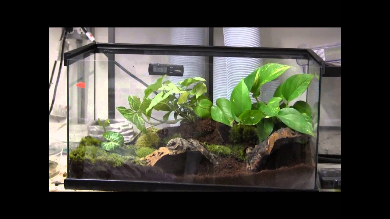 How to Set Up A Tomato Frog