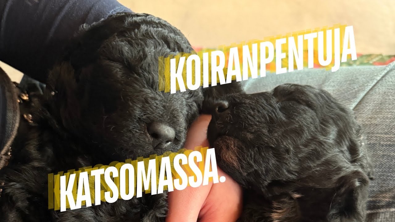 Viime viikkoa | Koiranpentuja