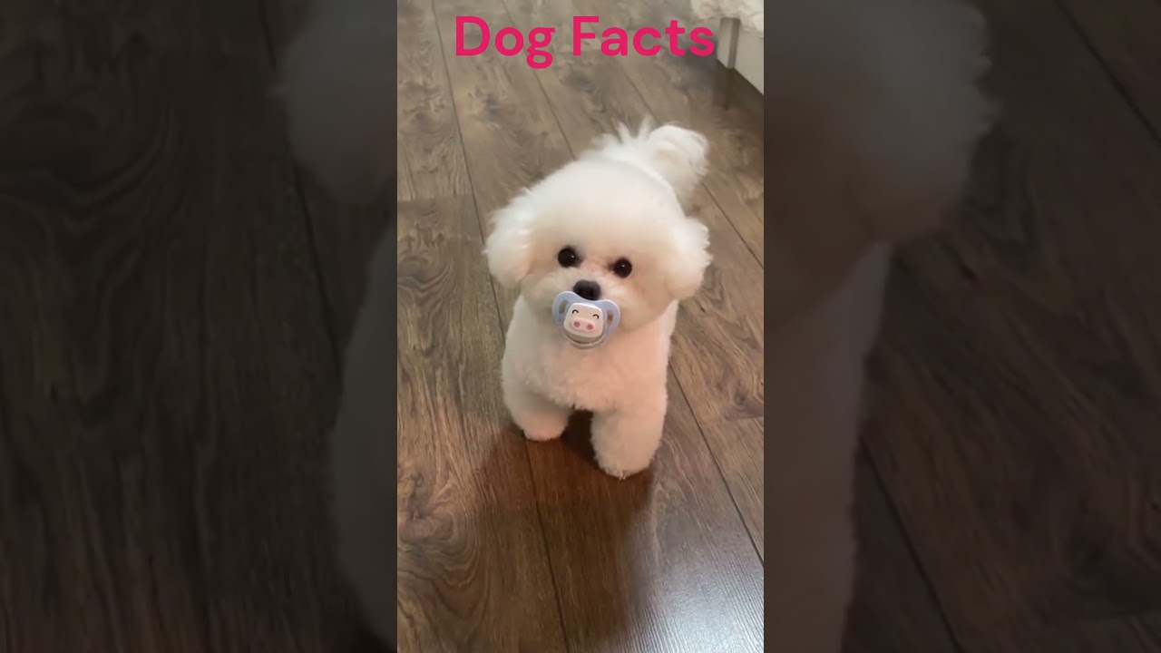 Double the Cuteness Puppy with Pacifier   An Adorable Combination!
