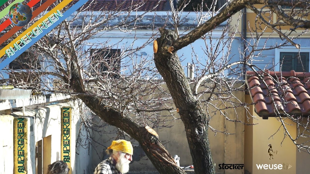 Potatura albicocco con Ernesto (potatura di ripristino di un vecchio albicocco semi abbandonato) 4k