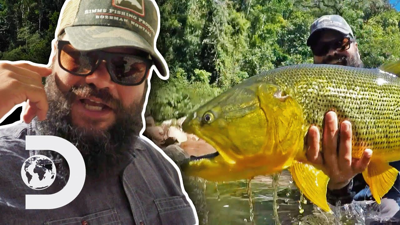 Hunting For Golden Dorado In The Amazon Rainforest | Fish or Die