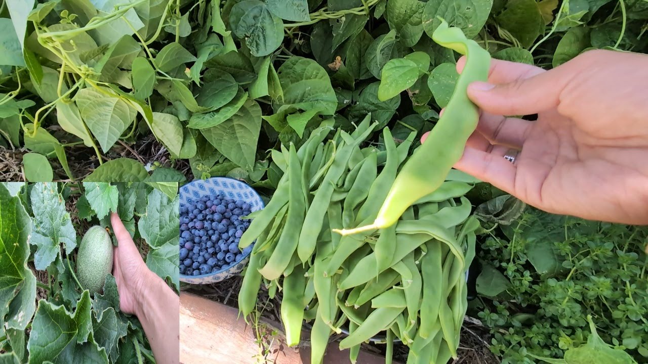 Mid - December vegies and fruit trees tour in my Autralian back yard
