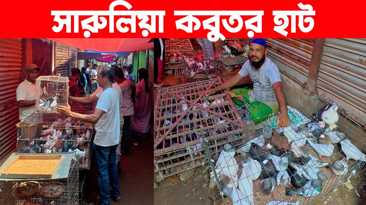 সারুলিয়া কবুতর হাট ২৯-৯-২০২৫ | kobutor hat | today pigeon market in bd | Saroliya kobutor hat