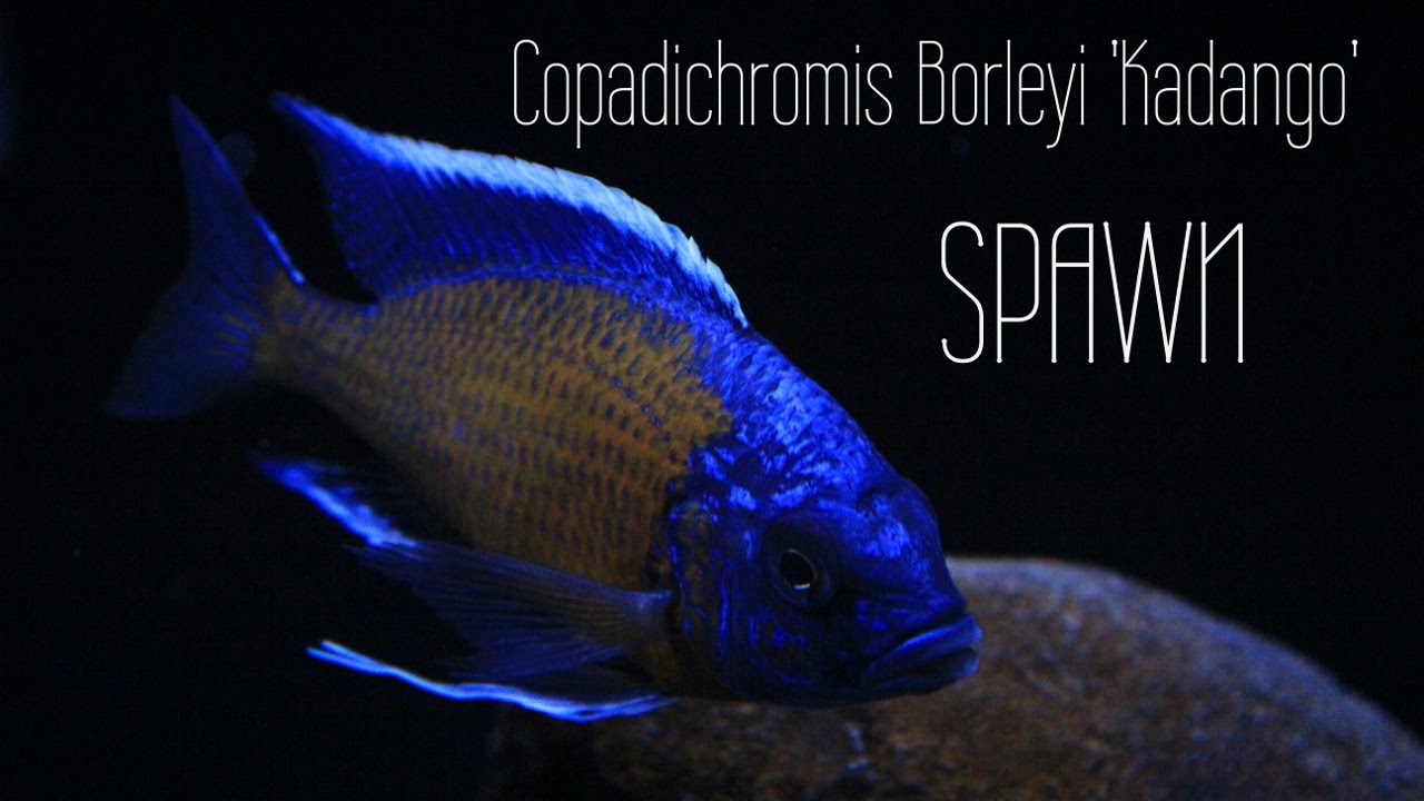 Copadichromis Borleyi 'Kadango' Courtship & Spawn Part 2