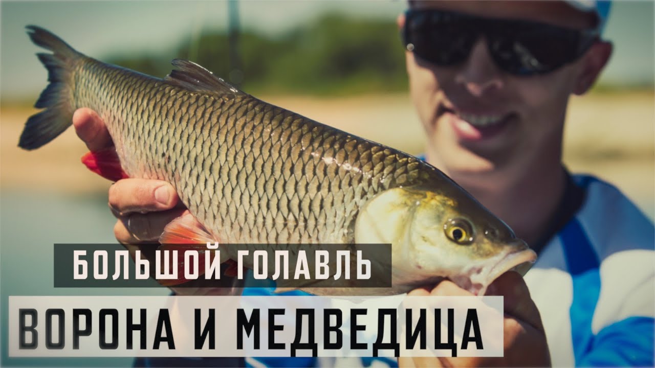 Большой Голавль. Ворона и Медведица.