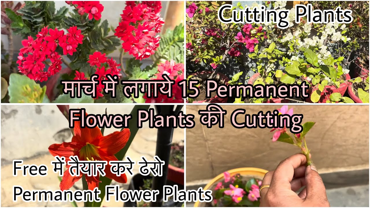 Free में तैयार करे ढेरो Permanent Flower Plants!!|मार्च में ज़रूर लगाये ये 15 Flower Plant Cutting🪴 