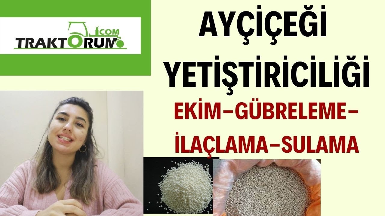 Ayçiçeği Yetiştiriciliği, Ekim- Gübreleme- Sulama Koşulları