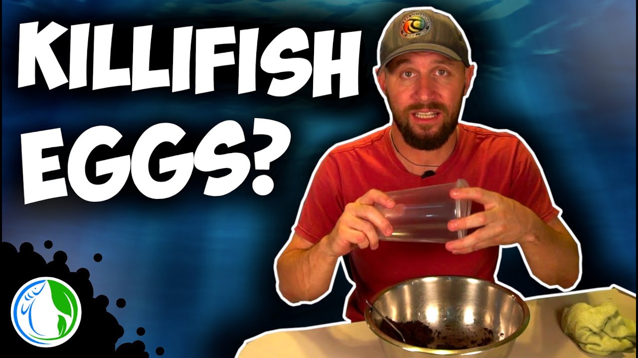 Collecting Killifish Eggs? Spawning Mops & Coco core  - PLUS I Lost a Fish!