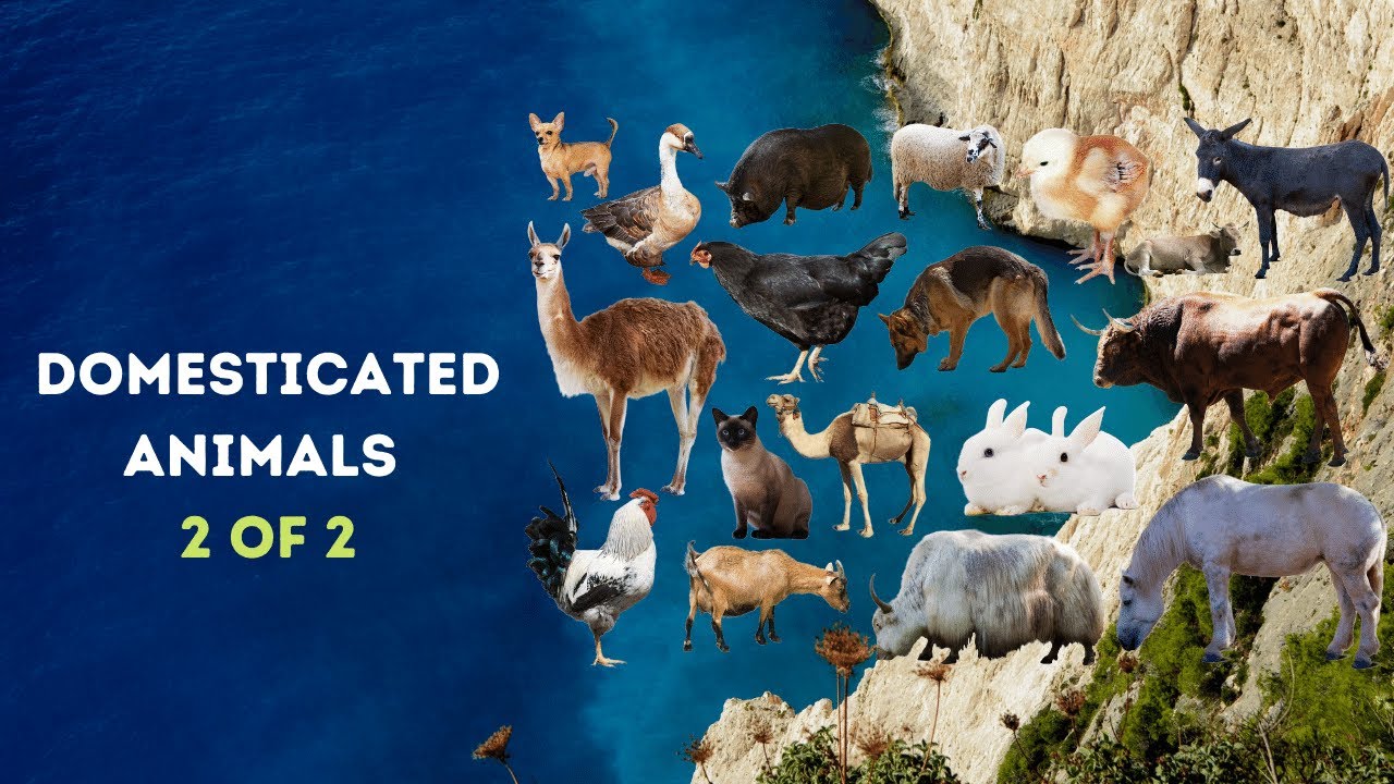 Names of Domesticated Animals/Pets in Yorùbá Language | 2 of 2