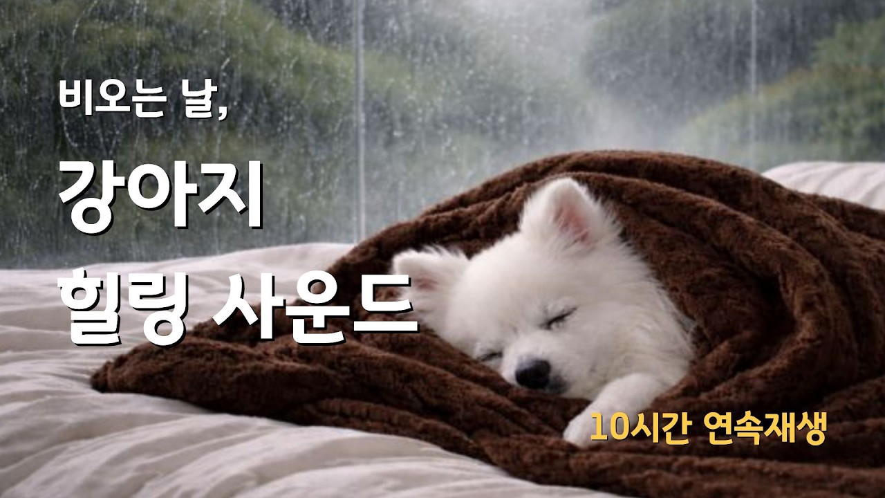 𝐏𝐥𝐚𝐲𝐥𝐢𝐬𝐭 창밖 빗소리 들으며 꿀잠 자는 강아지 ASMR (10시간/분리불안/스트레스 완화) | [광고없음🎧]
