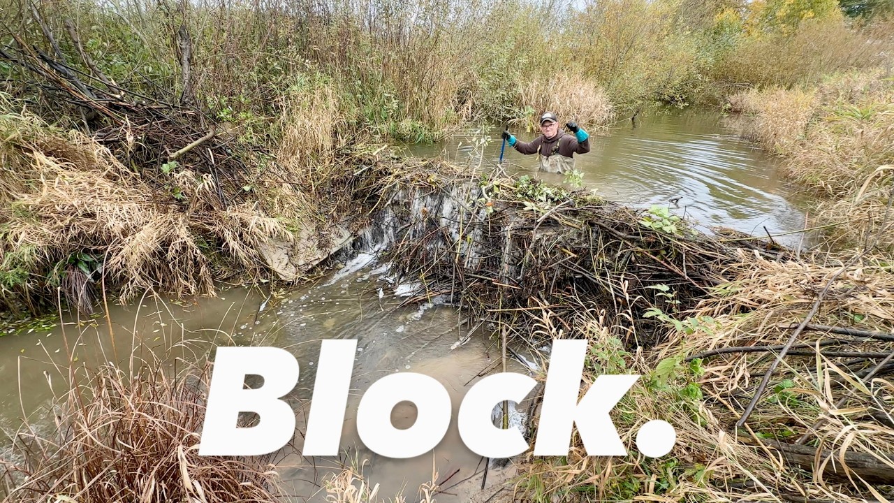 Beaver Dam Removal in The River!