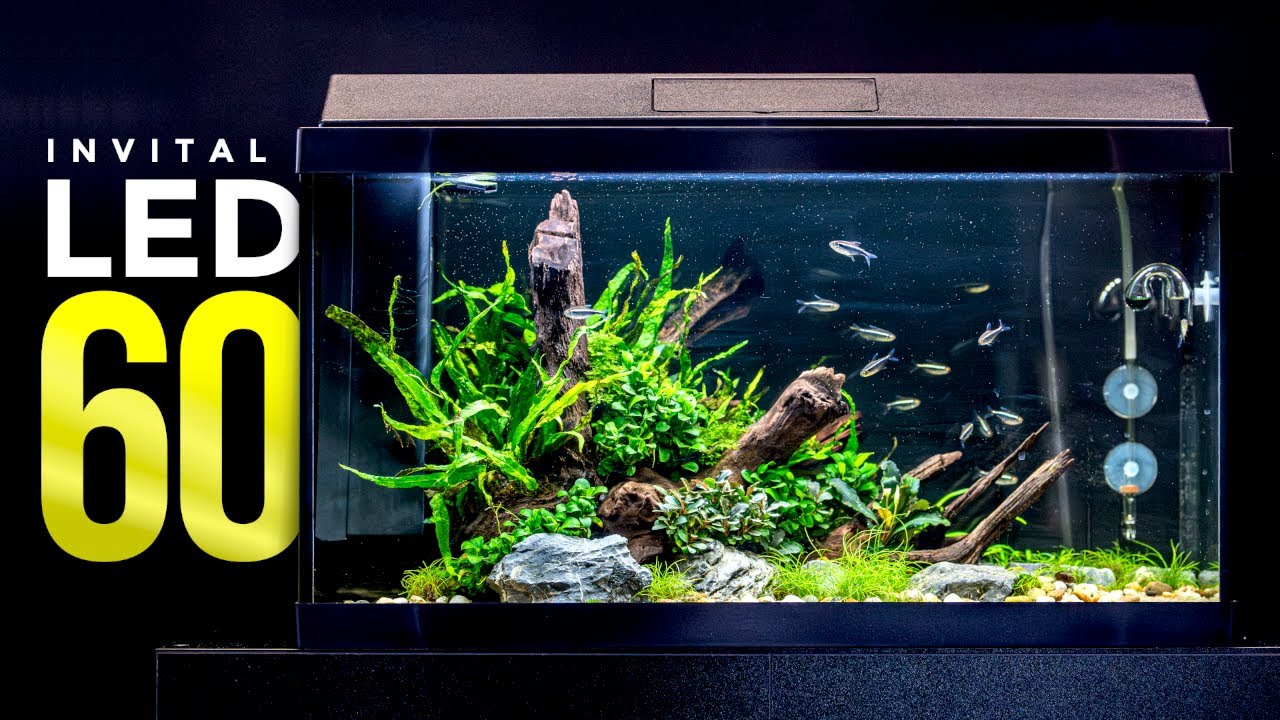 Step by step to the perfect aquarium with INVITAL LED 60l