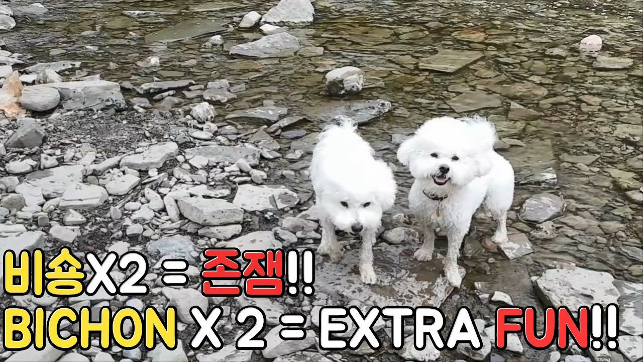 Double the Bichon Frise, Double the Fun! Endless fun on SOM-thing Special Weekend with bestie!!