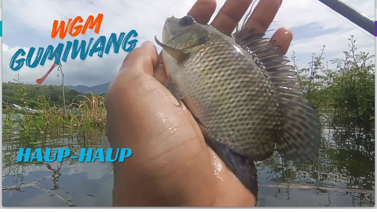 MANCING DI WGM SPOT VIRAL TERBARU, KIDUL JEMBATAN GUMIWANG IKAN HAUP HAUP #fishing #mancing #fish