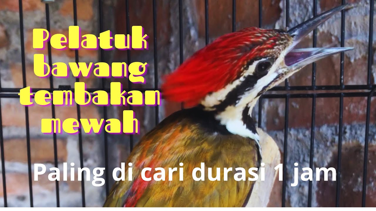 💥Pelatuk Bawang Gacor Panjang//Tembakan Pelatuk Bawang Super Panjang