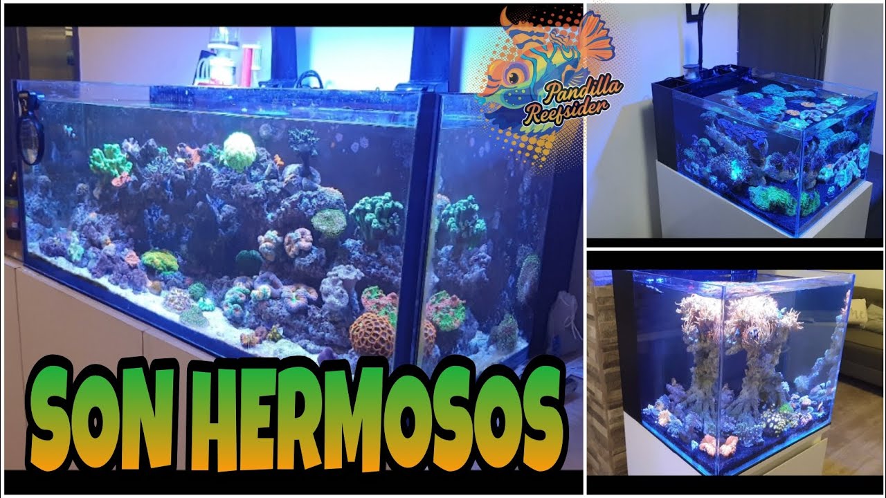 ACUARIO DE ARRECIFE, NANO ACUARIO PENINSULA DE EUPHILLIAS Y ANEMONARIO (Los acuario de Ivan)