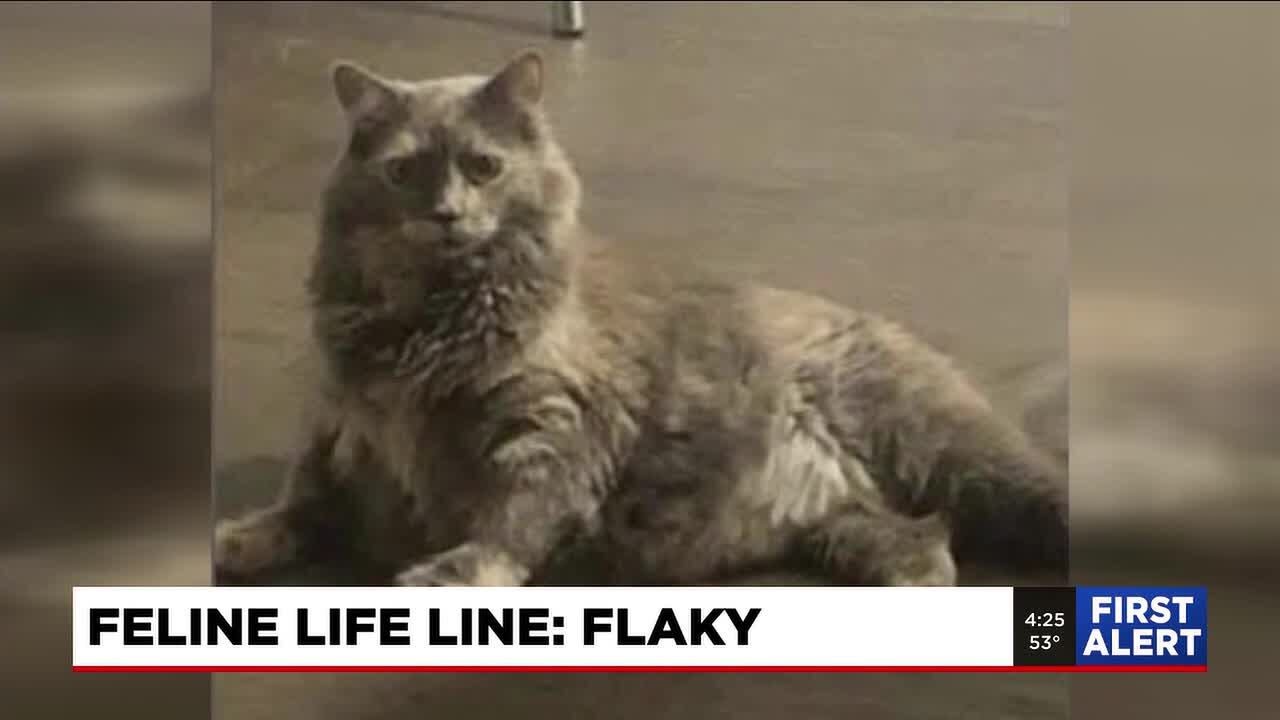 Four Legged Friends: Flaky