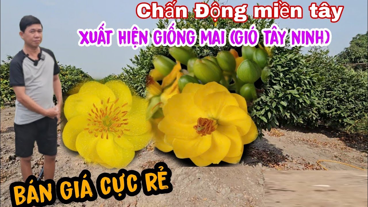 Độc Lạ Xuất Hiện Giống Mai Mới Gió Tây Ninh Tại Bến Tre Giá Rẻ Bèo 