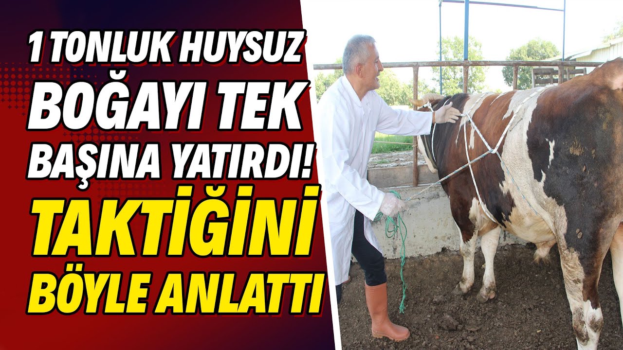 1 tonluk huysuz boğayı tek başına yatırdı! Taktiğini böyle anlattı