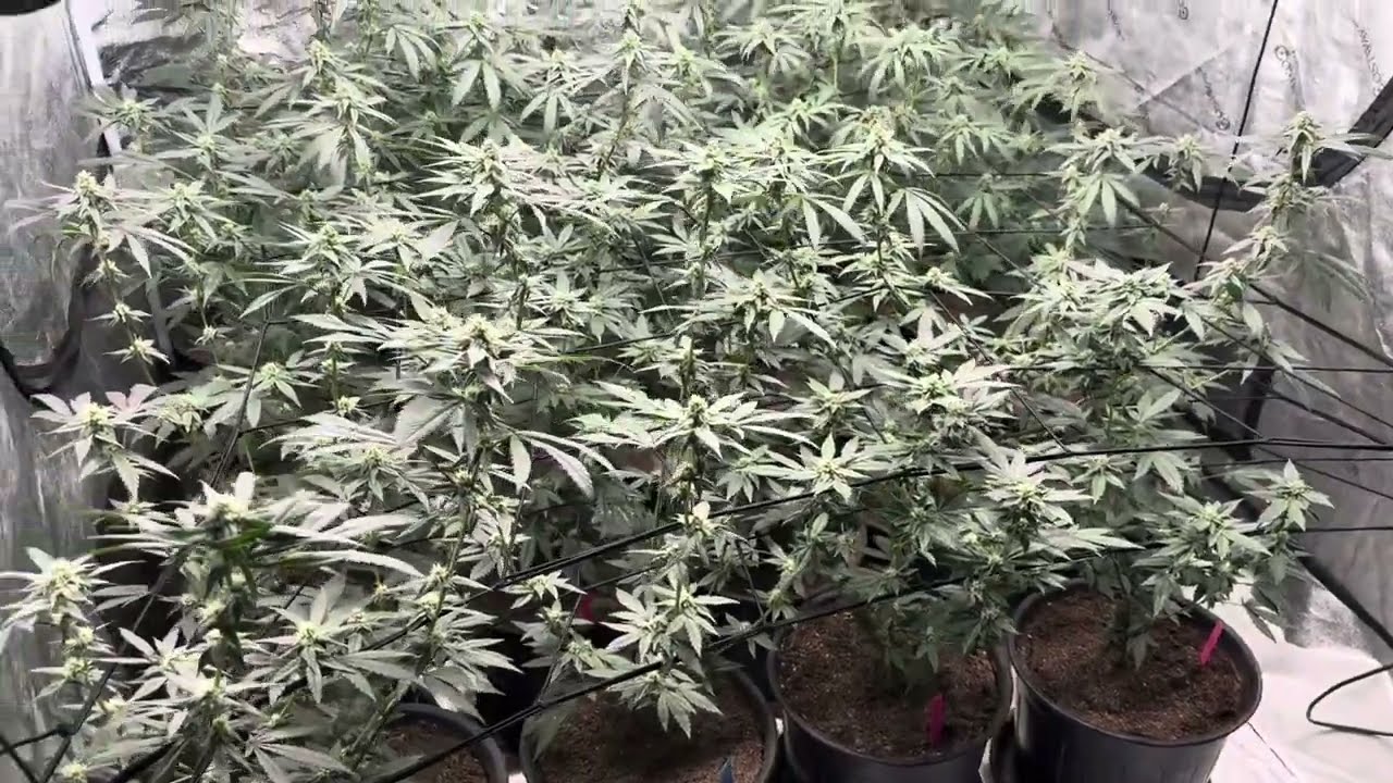 2025 Outdoor & Indoor Grow Update 