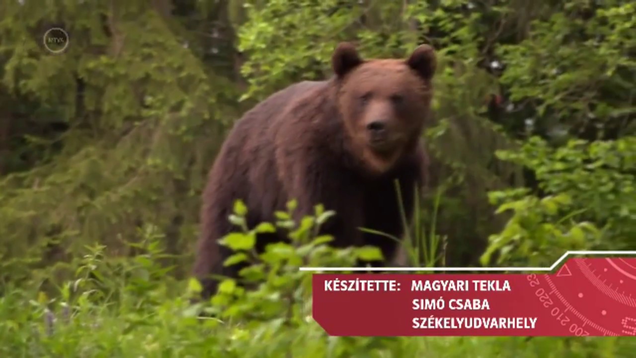Medvepasztor Riport DunaTV