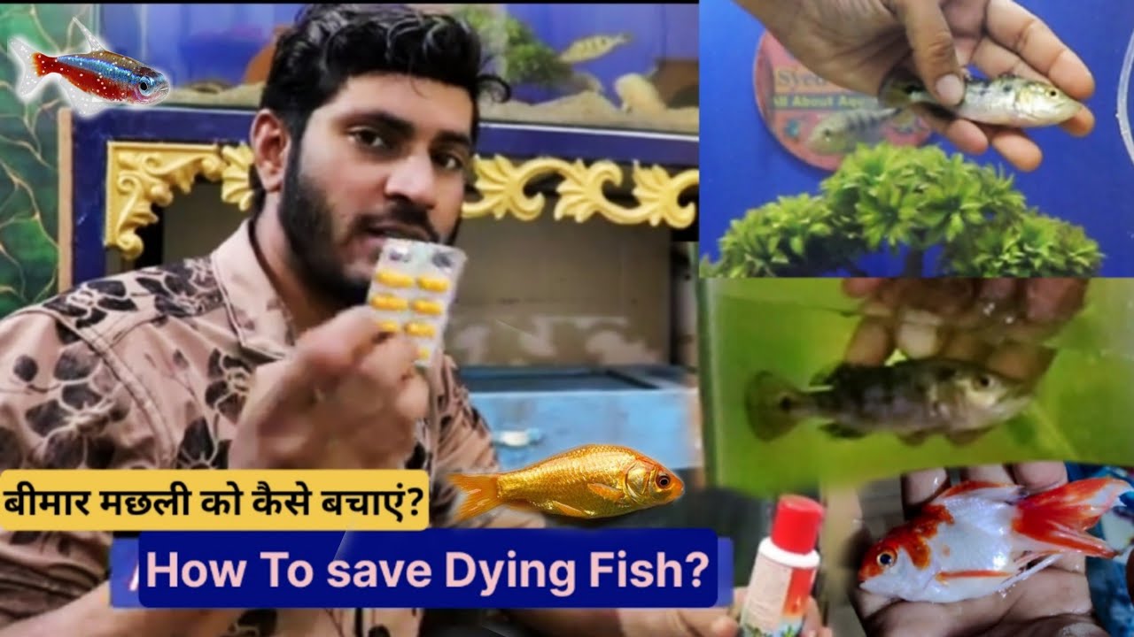 How to Save Dying Fish 🐟 , Which Medicine 💊 to Used Cure Dying Fish 🐠