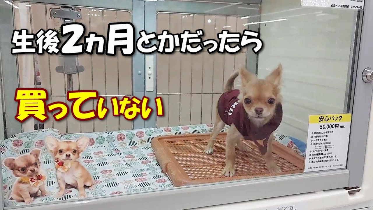 小さなショーケースに３ヵ月間もいた生後６ヵ月の痩せた子犬