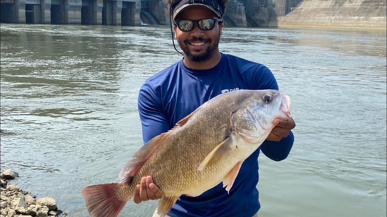 DINOSAUR FISH (Catch Clean & Cook) (Freshwater Drum)