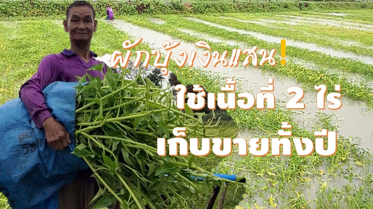 ผักบุ้งเงินแสน!! ใช้เนื้อที่ 2ไร่ เก็บขายทั้งปี เปลี่ยนนามาปลูกผักบุ้งสร้างรายได้