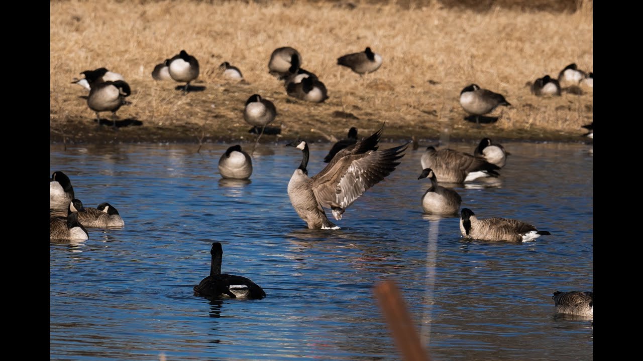 DIY Goose Decoys Cheap and easy   4K
