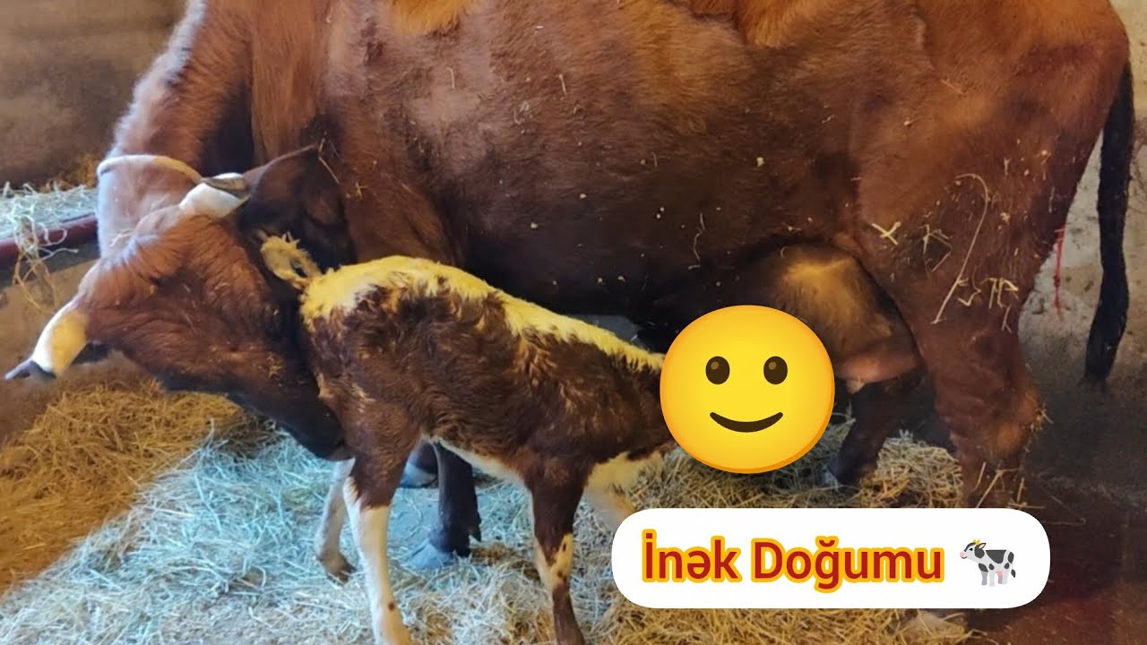 Sonuncu İnək Doğumu 🐄🧿