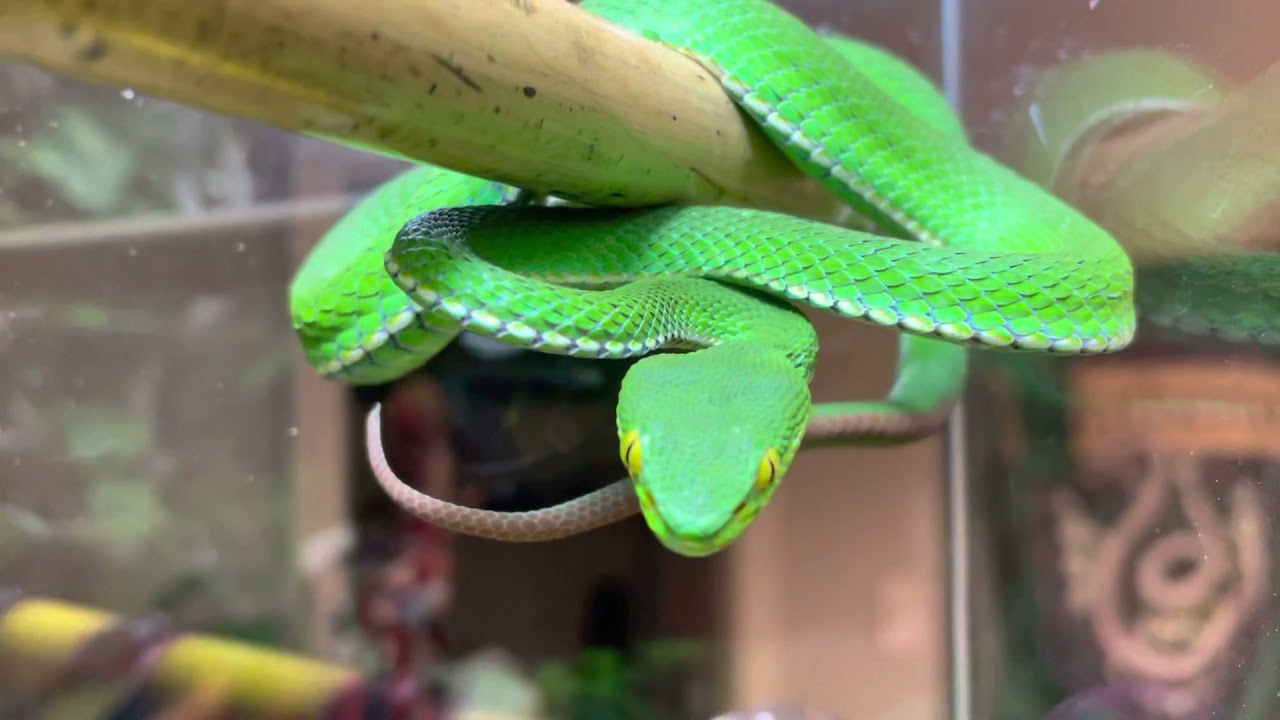 Trimeresurus albolabris, the white-lipped pit viper Gamora