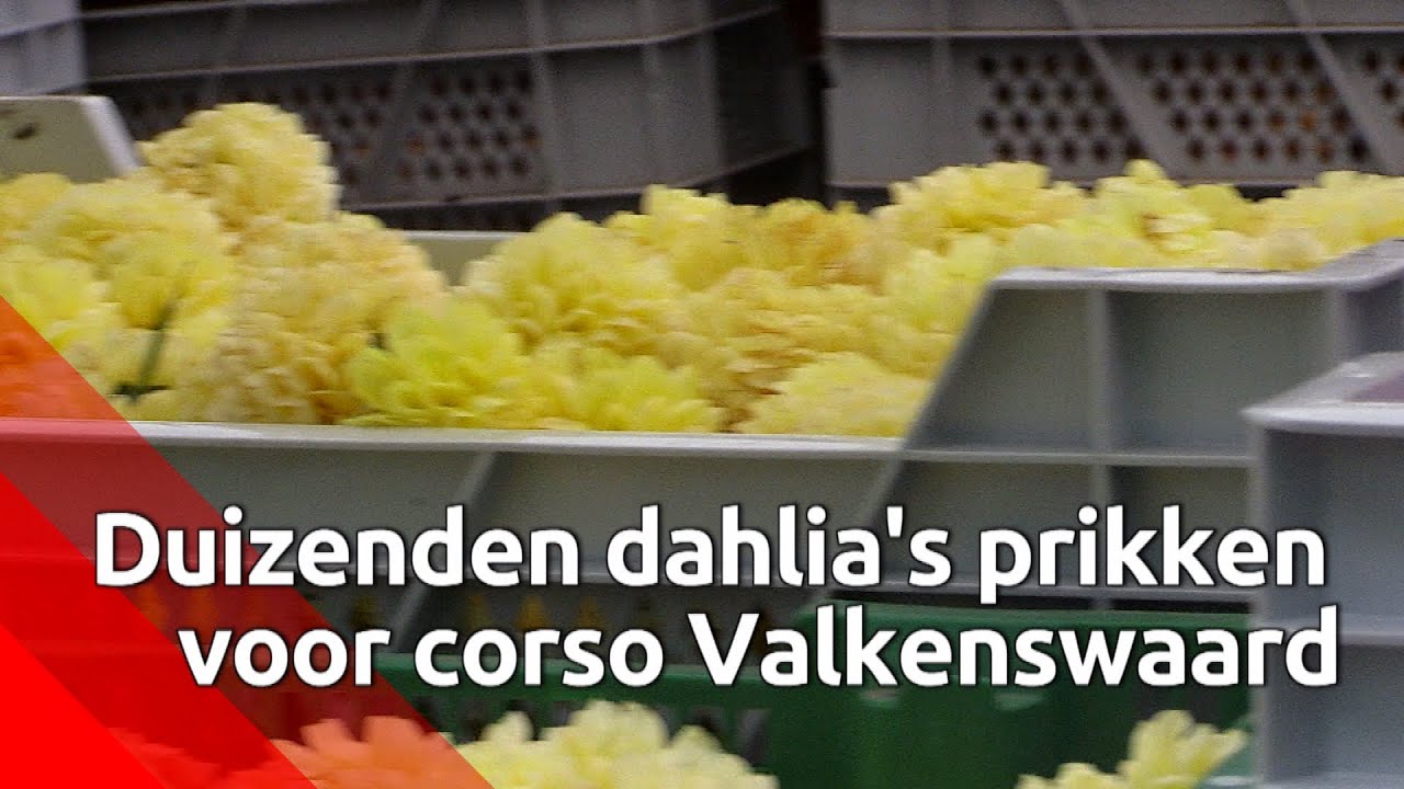 Er wordt fanatiek dahlia's geprikt in Valkenswaard.