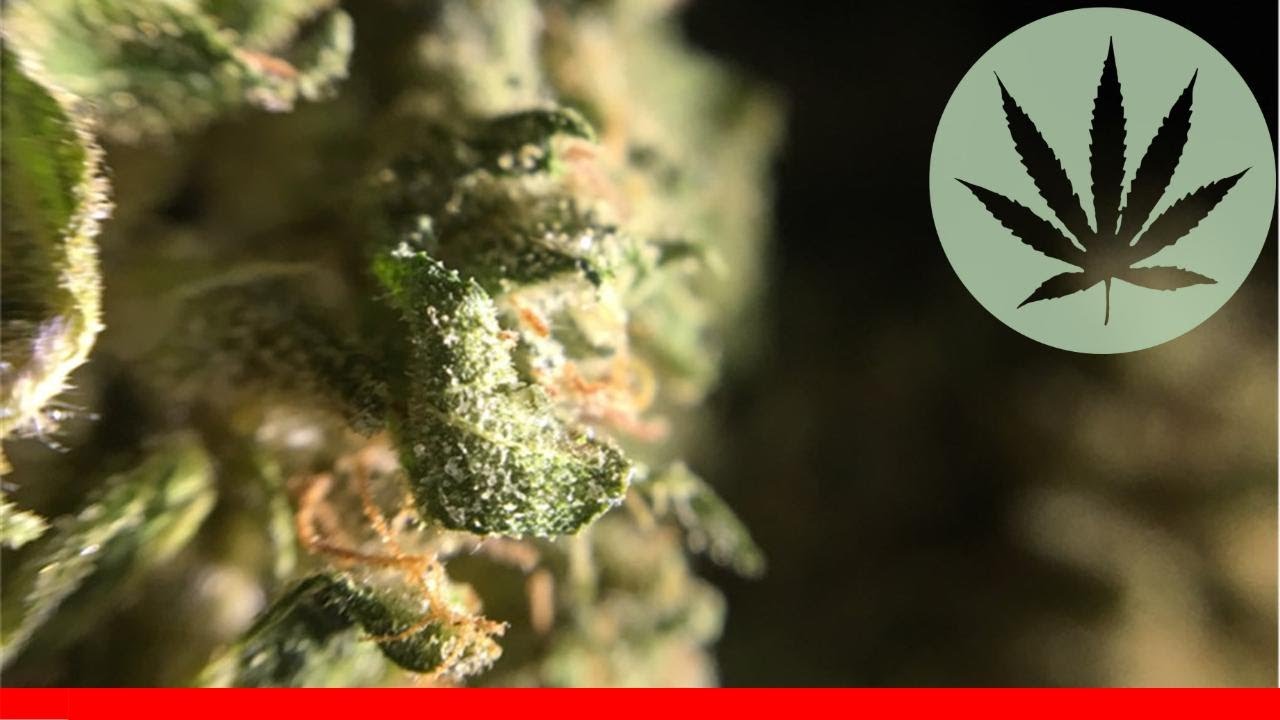Sour Bubba - All About This Strain