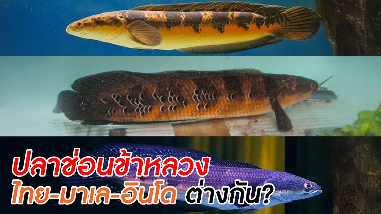 เท่าที่รู้เกี่ยวกับ ปลาช่อนข้าหลวงไทย-ข้าหลวงมาเล-ข้าหลวงอินโด