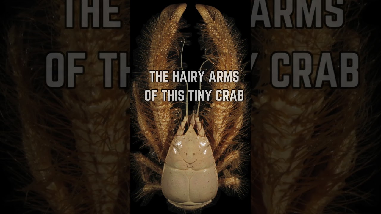 🦀 Discover the Yeti Crab: Deep Sea's Furry Mystery!