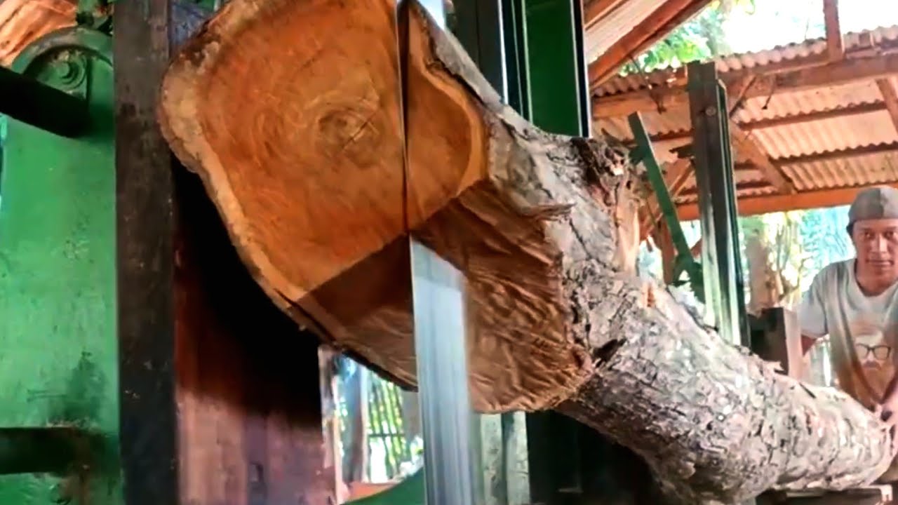SURPRISING! An unexpected discovery at 03:25 while sawing a beautiful teak tree