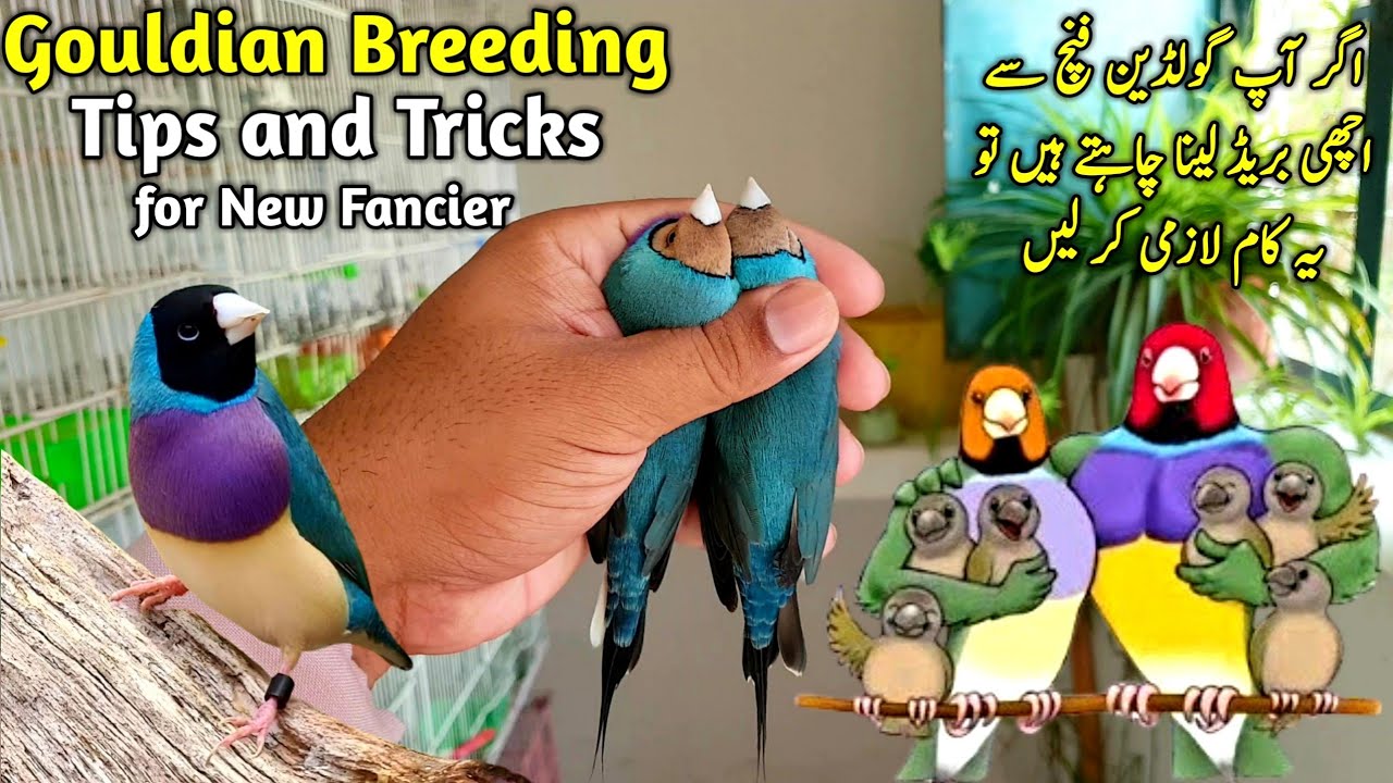 Gouldian Finch Full Information || Lady Gouldian Finch Breeding Tips