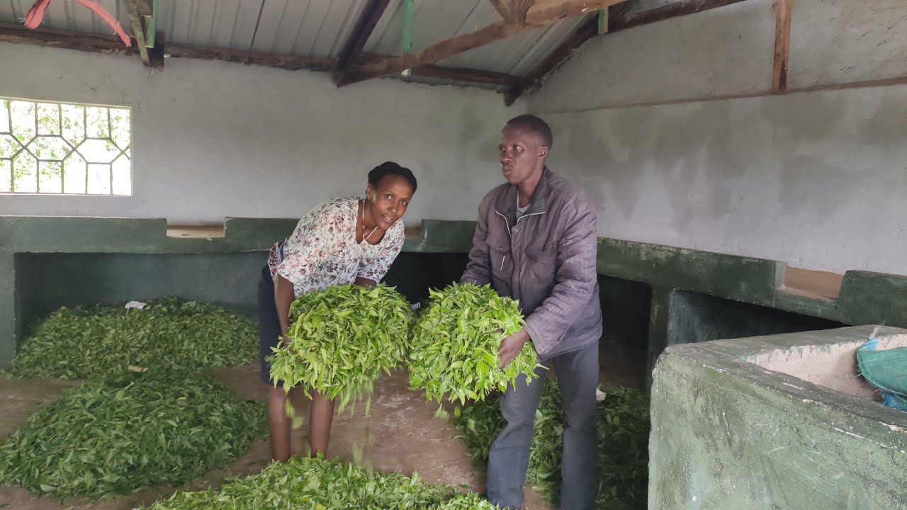 Tea buying center in Kenya//Let's go trade Tea Leaves 🌿 for money💶
