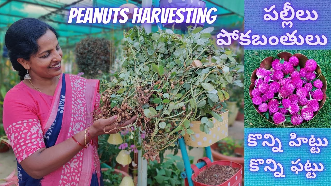 సాయిలీల చేసిన పల్లీల హార్వెస్ట్ - Peanut Harvesting 🥜🥜 Saileela Vlogs