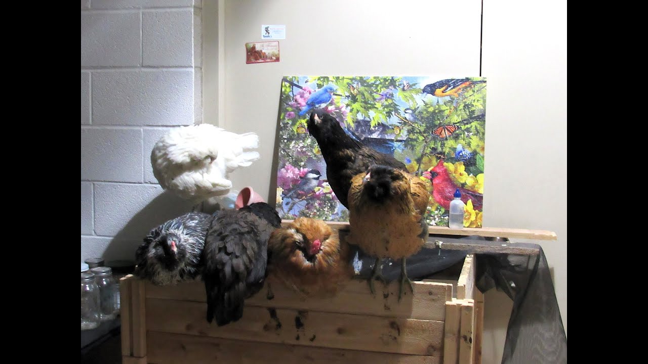 Chicken Update from the Carmelite Nuns