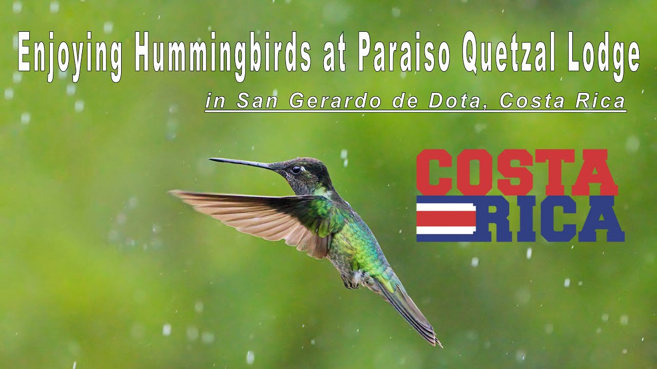 Enjoying hummingbirds at Paraiso Quetzal Lodge in Cost Rica.
