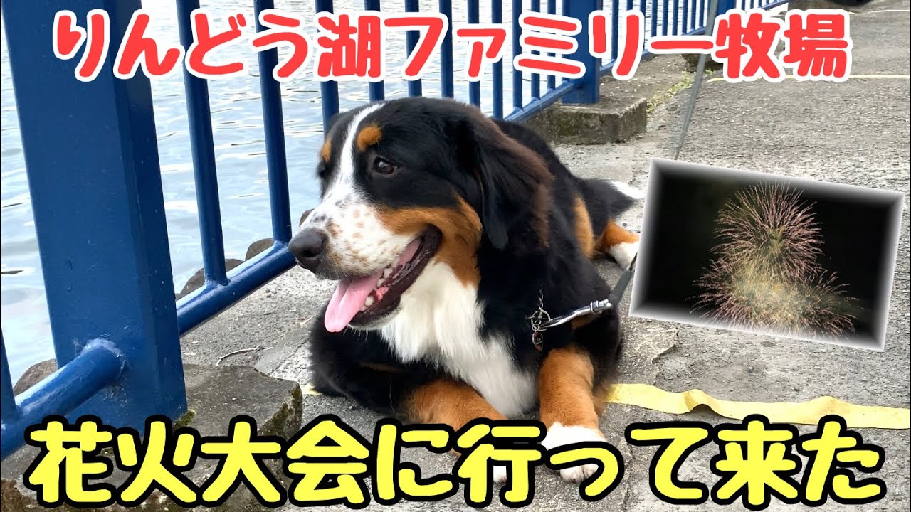 愛犬と初めて花火大会に行く！！バーニーズマウンテンドッグ【大型犬】9ヶ月
