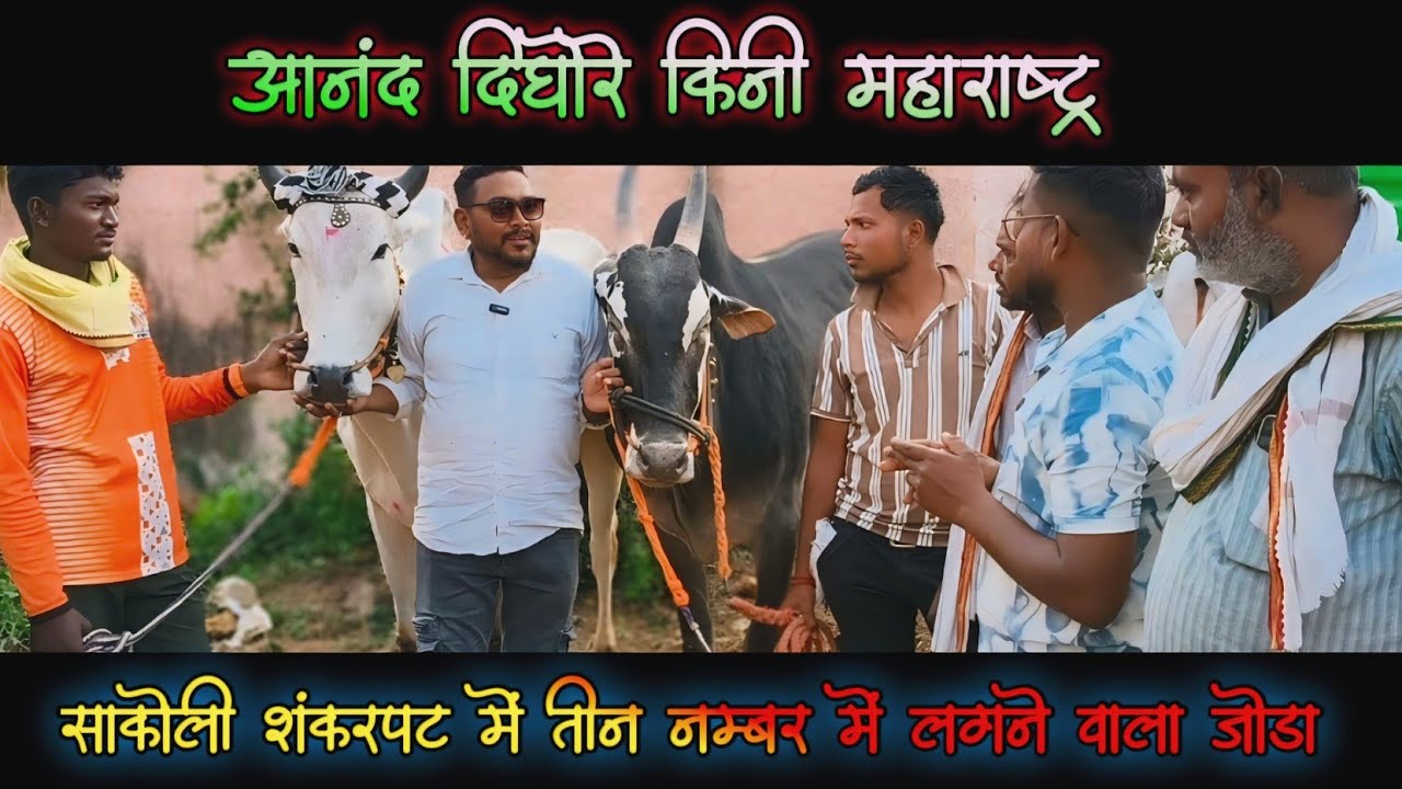 आनंद दिघोरे महाराष्ट्र के बैलगाड़ा मालाक/साकोली शंकर पट में मुलाकात/तीन नम्बर में लगने वाला जोड़ा 
