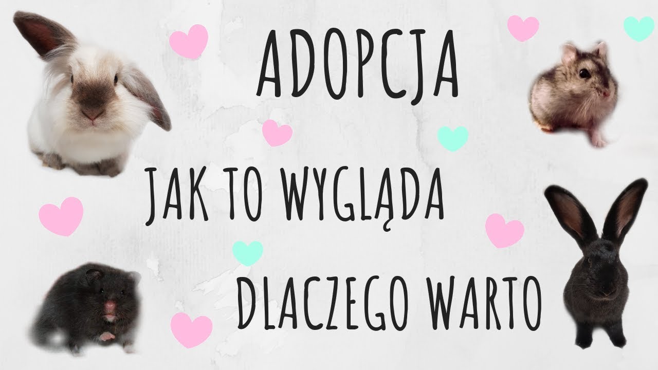Adopcja chomika, królika